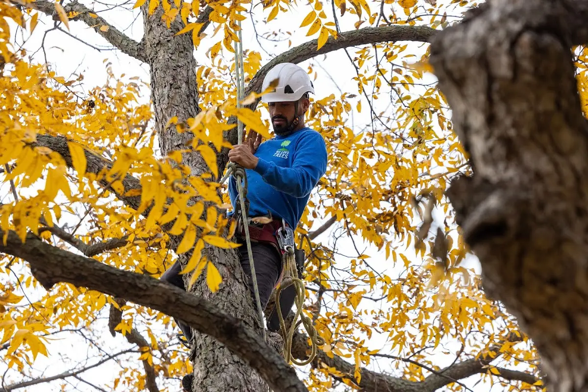 Skilled Tree Transplanting crew working in Clipper Mills